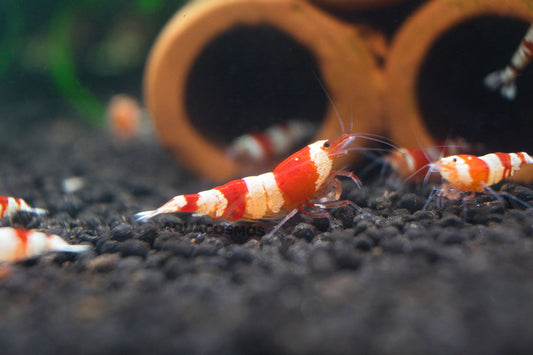 Red Bee Grade A - S Caridina Zwerggarnelen