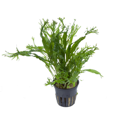 Javafarn 'Windeløv' (Microsorum pteropus): Gefranster Javafarn für Garnelen & Aquascaping