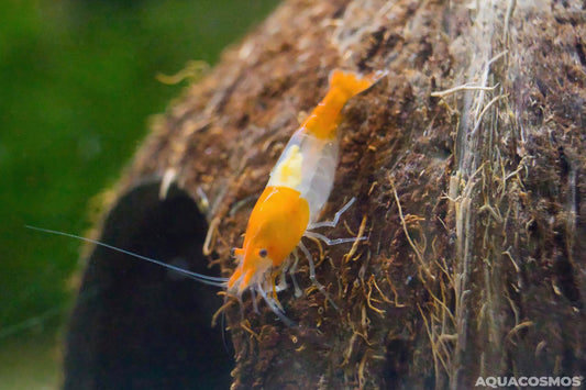 Orange Rili Sakura Neocaridina Zwerggarnelen