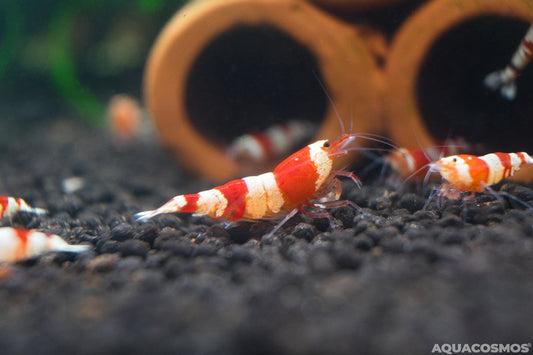 Red Bee Grade A - S Caridina Zwerggarnelen