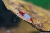 Rote Rili Sakura Neocaridina Zwerggarnelen