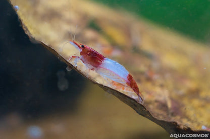 Red Rili Sakura Neocaridina Zwerggarnelen