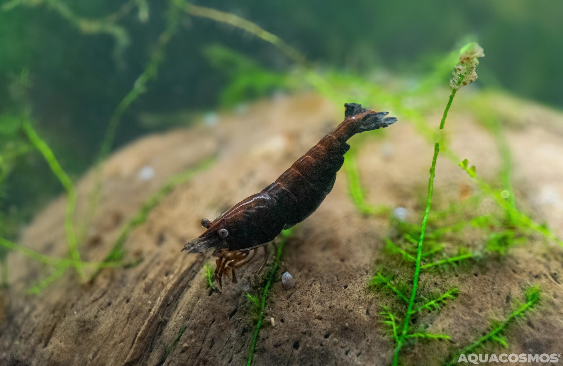 Schoko Sakura Neocaridina braune Zwerggarnelen