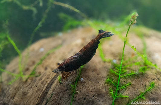Schoko Sakura Neocaridina braune Zwerggarnelen
