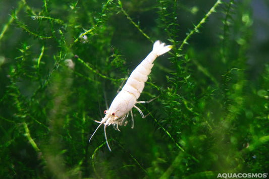 Snow White Grade SS Caridina Zwerggarnelen