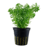 Blütenblatt-Sumpffreund (Limnophila sessiliflora) – Pflegeleichte feinfiedrige Aquarienpflanze