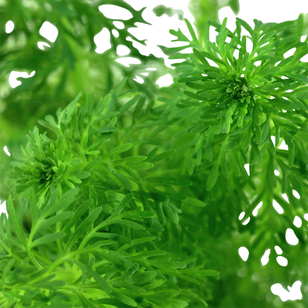 Blütenblatt-Sumpffreund (Limnophila sessiliflora): Pflegeleichte feinfiedrige Aquarienpflanze