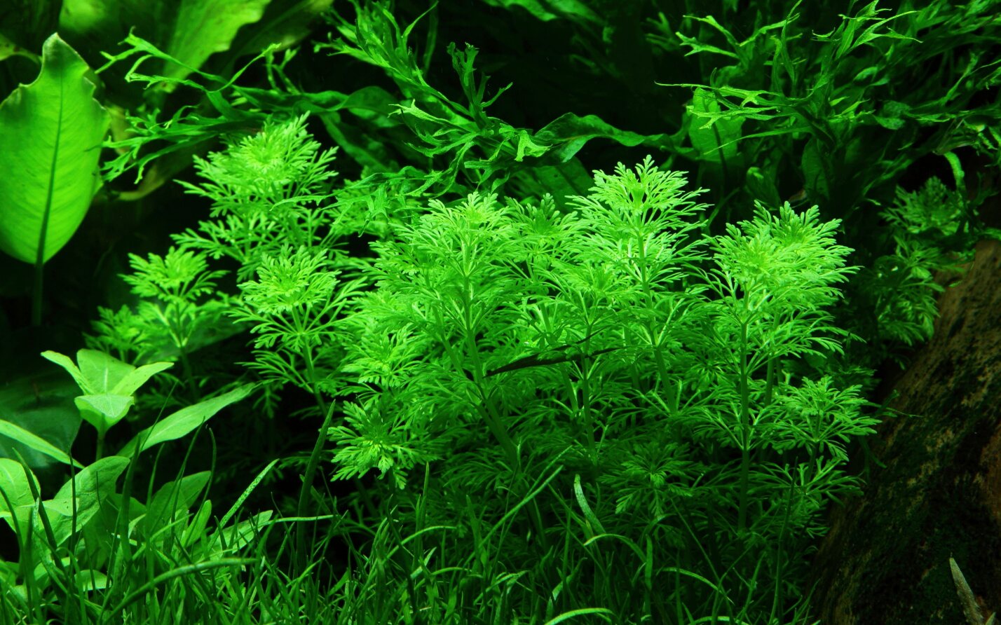 Blütenblatt-Sumpffreund (Limnophila sessiliflora): Pflegeleichte feinfiedrige Aquarienpflanze