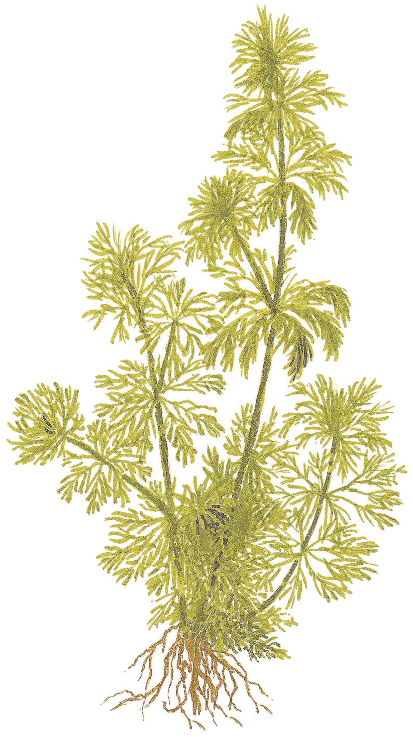 Blütenblatt-Sumpffreund (Limnophila sessiliflora): Pflegeleichte feinfiedrige Aquarienpflanze