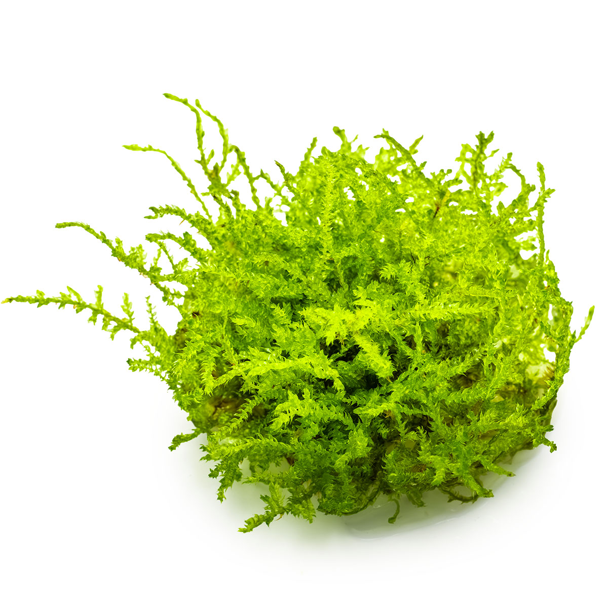 Christmas Moss 'In-Vitro' (Vesicularia montagnei): Dichtwüchsiges Aquarienmoos für Garnelen & Aquascaping