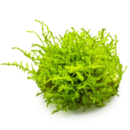 Christmas Moss 'In-Vitro' (Vesicularia montagnei): Dichtwüchsiges Aquarienmoos für Garnelen & Aquascaping