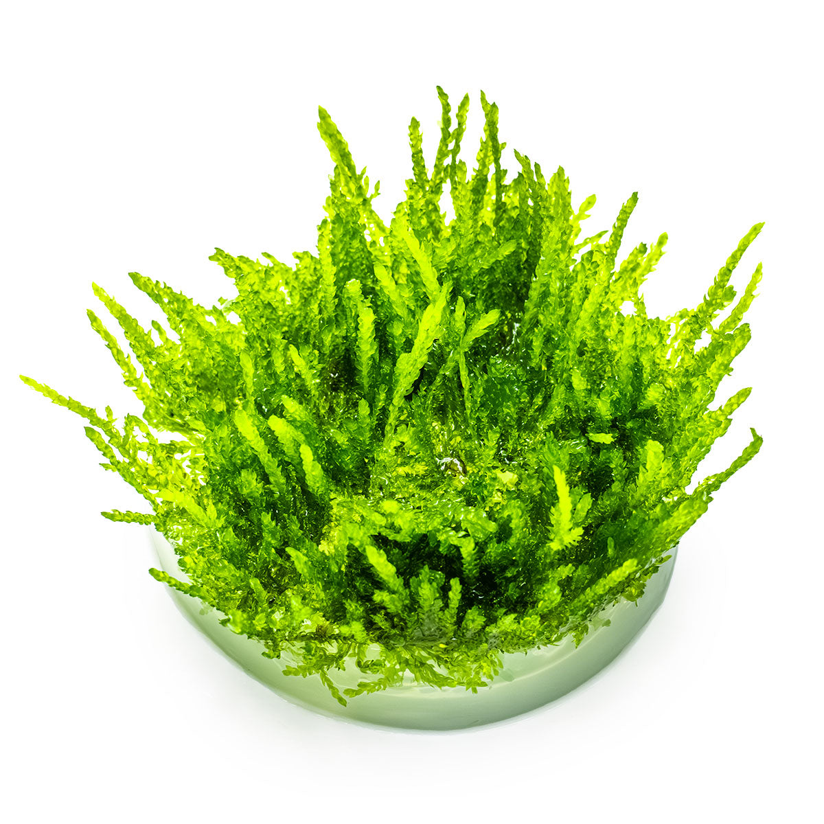 Weeping Moss 'In-Vitro' (Vesicularia ferriei): Hängendes Aquarienmoos für Garnelen & Aquascaping
