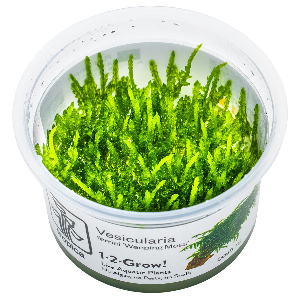 Weeping Moss 'In-Vitro' (Vesicularia ferriei): Hängendes Aquarienmoos für Garnelen & Aquascaping