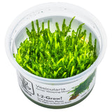 Weeping Moss 'In-Vitro' (Vesicularia ferriei) – Hängendes Aquarienmoos für Garnelen & Aquascaping