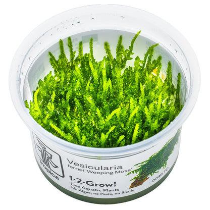 Weeping Moss 'In-Vitro' (Vesicularia ferriei): Hängendes Aquarienmoos für Garnelen & Aquascaping