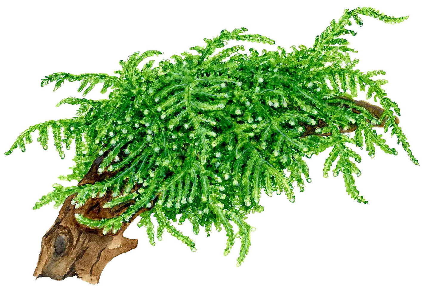 Weeping Moss 'In-Vitro' (Vesicularia ferriei): Hängendes Aquarienmoos für Garnelen & Aquascaping