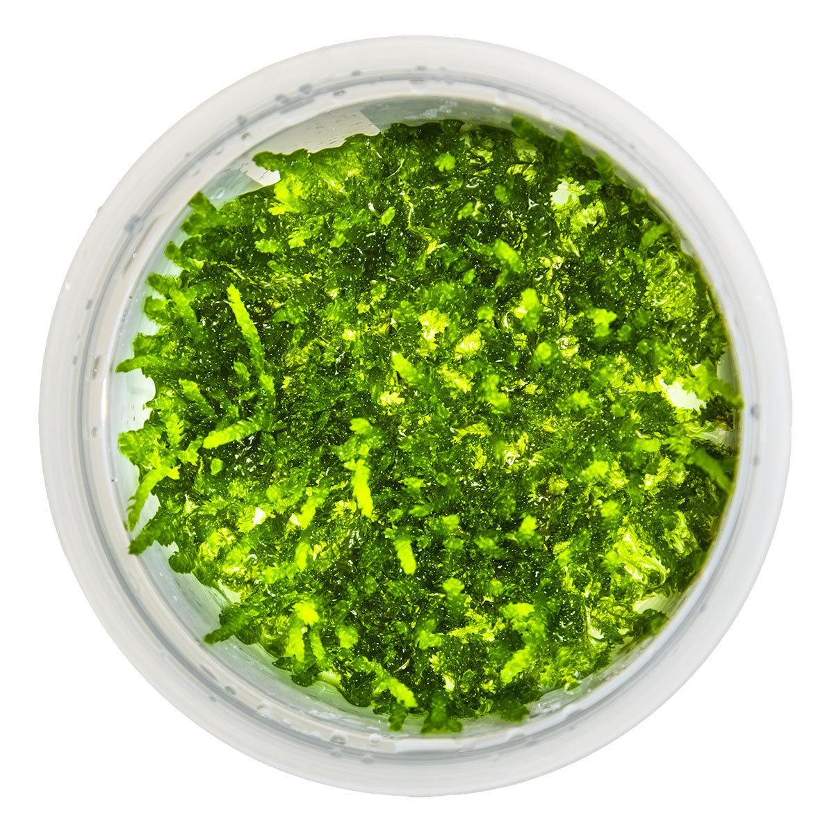 Weeping Moss 'In-Vitro' (Vesicularia ferriei): Hängendes Aquarienmoos für Garnelen & Aquascaping
