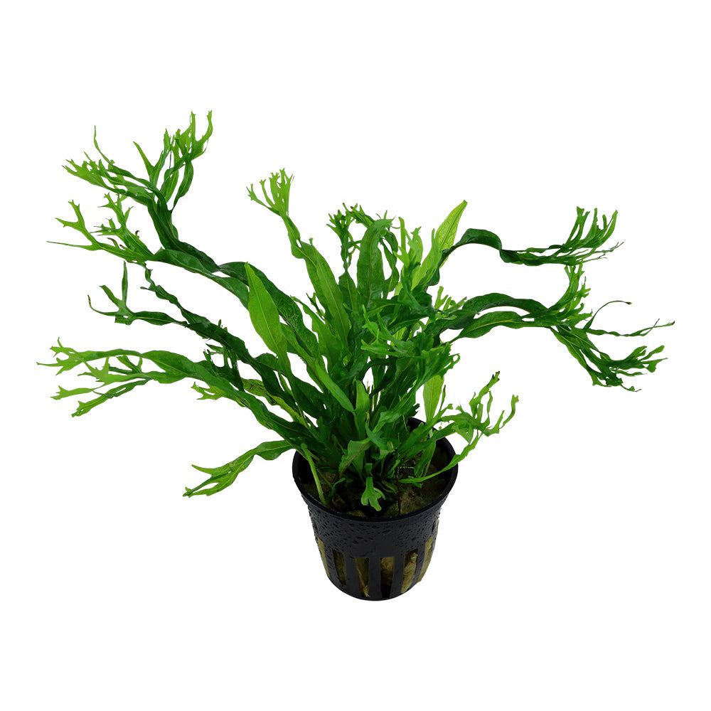 Javafarn 'Windeløv' (Microsorum pteropus): Gefranster Javafarn für Garnelen & Aquascaping
