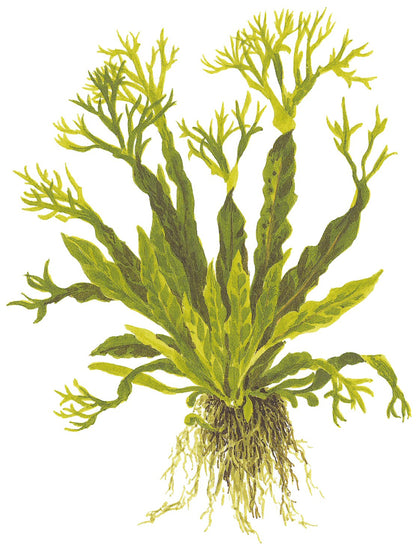 Javafarn 'Windeløv' (Microsorum pteropus): Gefranster Javafarn für Garnelen & Aquascaping
