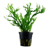 Javafarn 'Windeløv' (Microsorum pteropus) – Gefranster Javafarn für Garnelen & Aquascaping