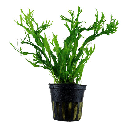 Javafarn 'Windeløv' (Microsorum pteropus): Gefranster Javafarn für Garnelen & Aquascaping