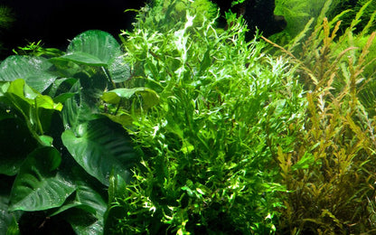 Javafarn 'Windeløv' (Microsorum pteropus): Gefranster Javafarn für Garnelen & Aquascaping