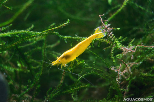 Yellow Fire Neocaridina gelbe Zwerggarnelen